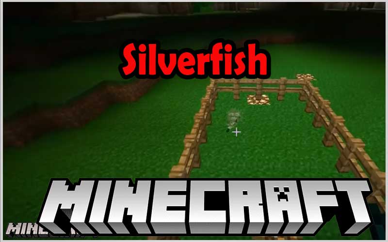 Silverfish