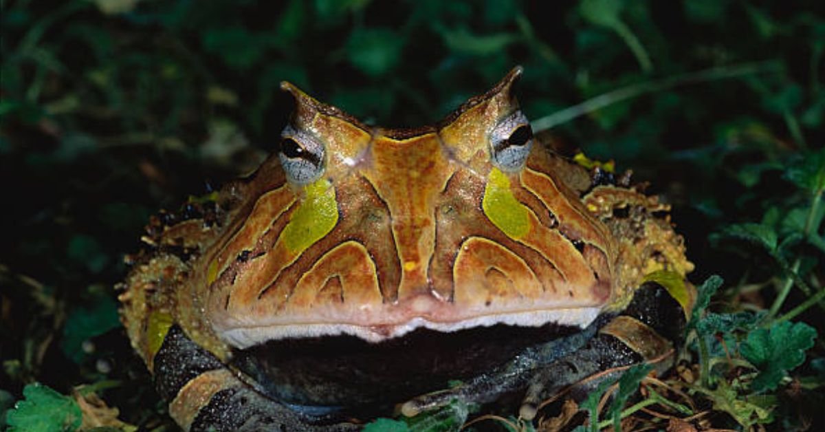 Amazon Horned Frog Habitat Setup